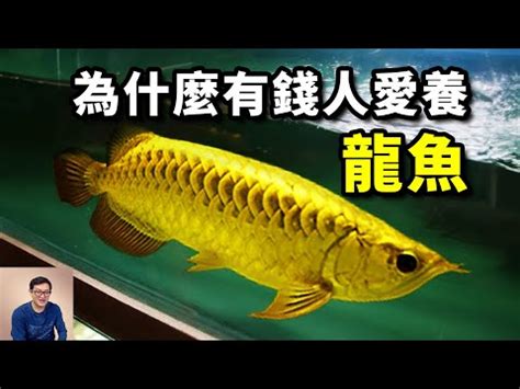 金龍魚壽命|亞洲龍魚